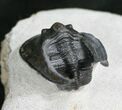 Scotoharpes Trilobite With Free-Standing Genals #7885-3